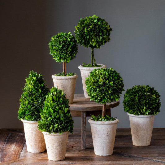 Park Hill Collection Garden Floral Collection of Boxwood Topiaries, Set of 6, Assorted Sizes - EBD80076