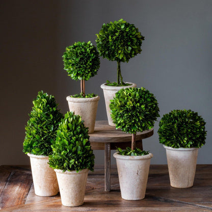 Park Hill Collection Garden Floral Collection of Boxwood Topiaries, Set of 6, Assorted Sizes - EBD80076