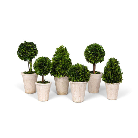 Park Hill Collection Garden Floral Collection of Boxwood Topiaries, Set of 6, Assorted Sizes - EBD80076