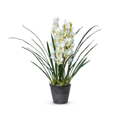 Park Hill Collection Garden Floral Cymbidium Plant, Potted - EBQ26111
