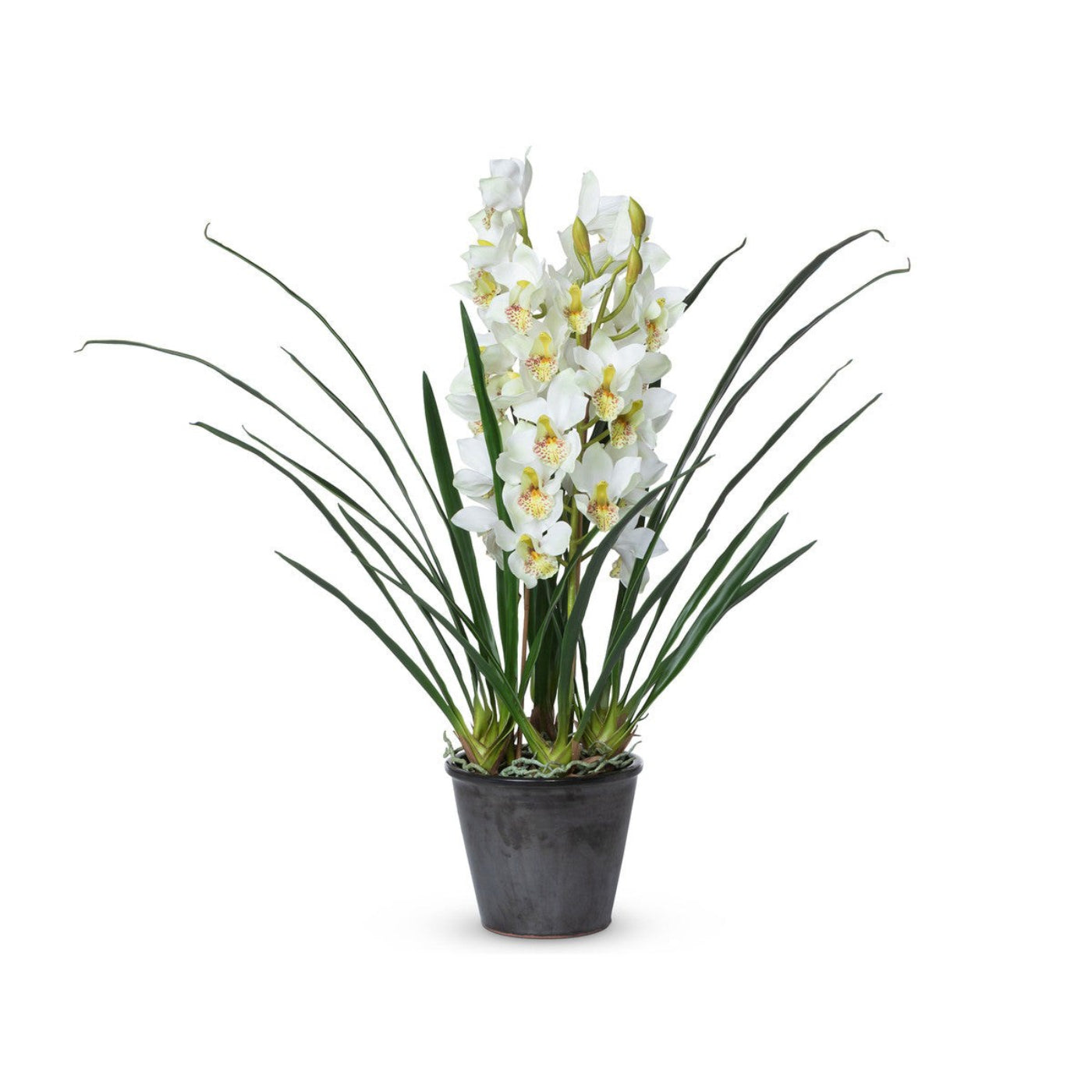 Park Hill Collection Garden Floral Cymbidium Plant, Potted - EBQ26111