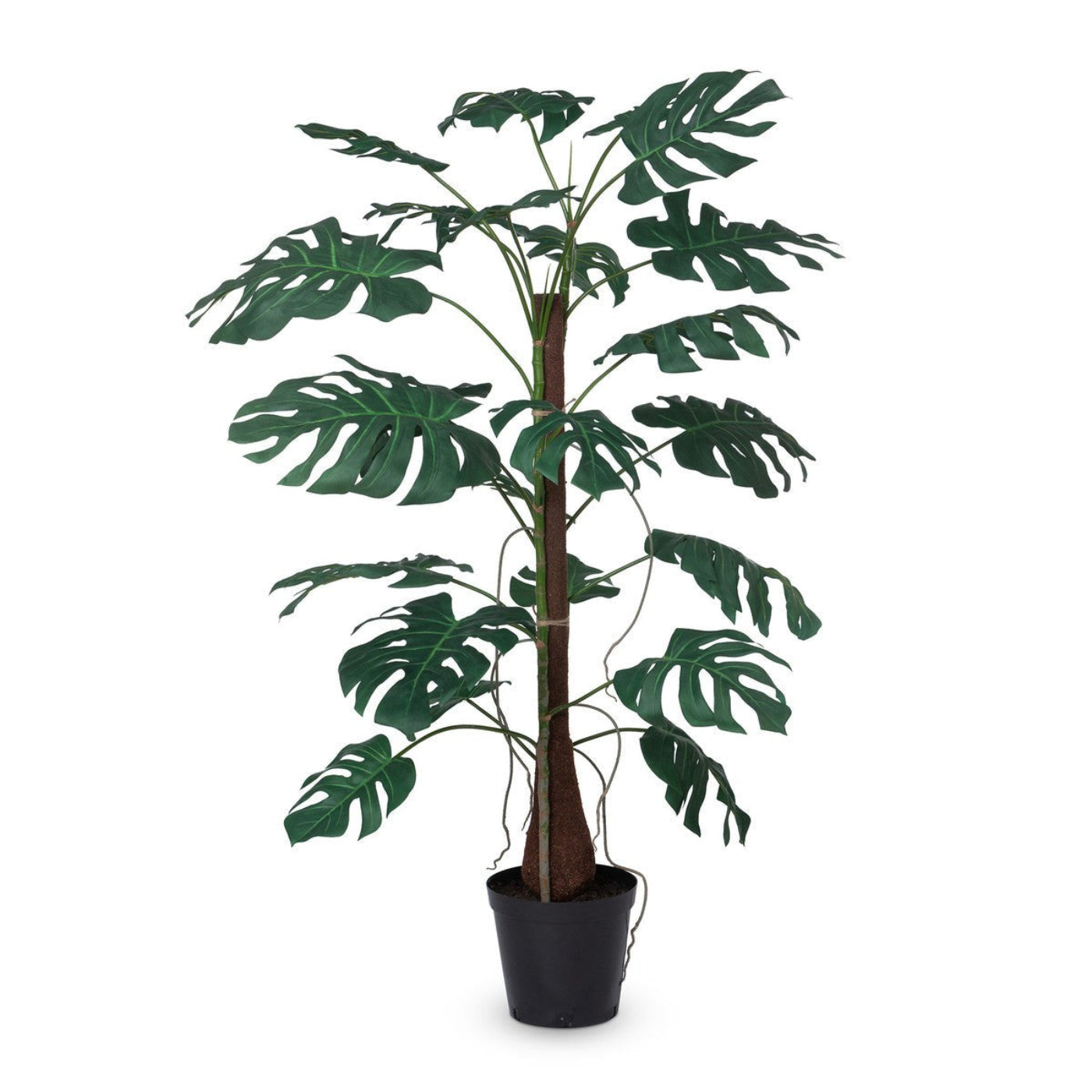 Park Hill Collection Garden Floral Climbing Giant Monstera Plant in Growers Pot - EBQ26119