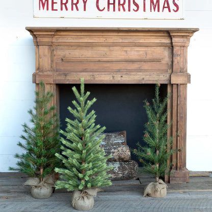 Park Hill Collection Tree Lot Second-Year Faux Seedling Pine Trees, Set of 3, Assorted Styles - XPQ80211