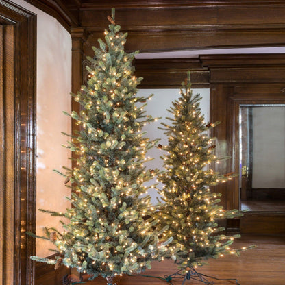 Park Hill Collection Tree Lot 9' Park Hill Slim Line Blue Spruce LED Lights - XPQ82166