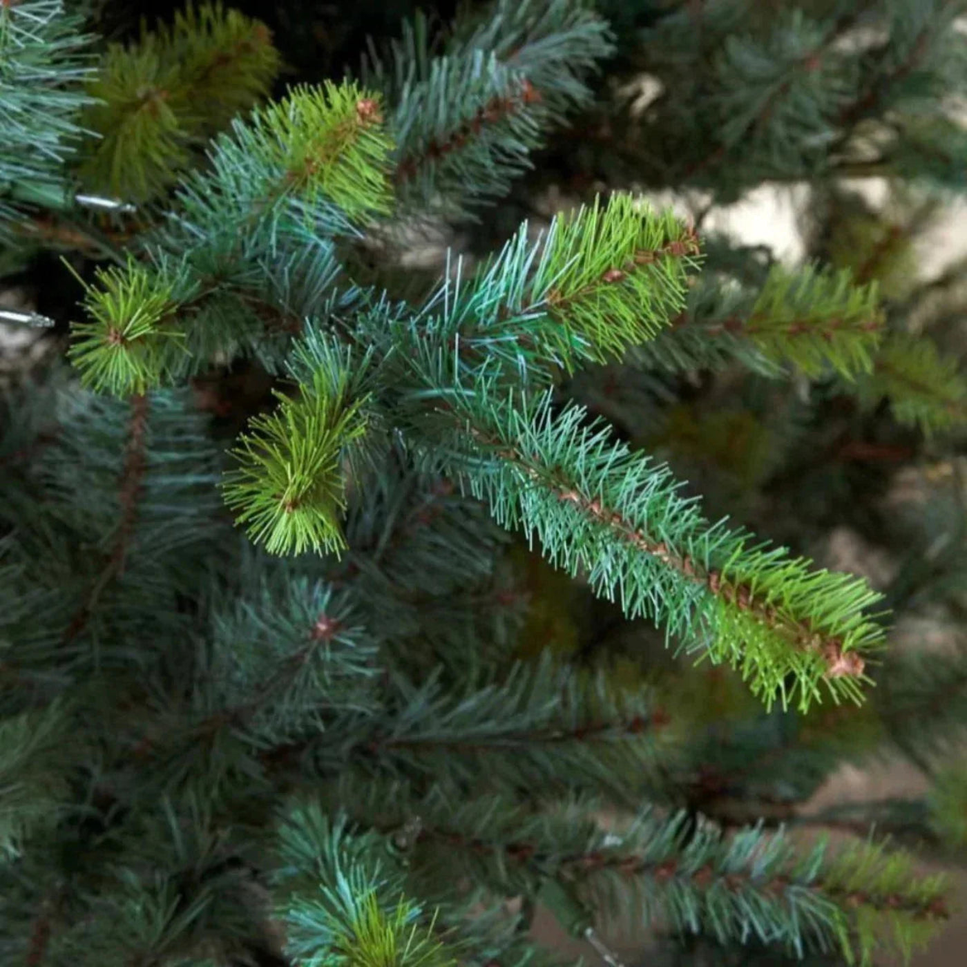 Park Hill Collection Tree Lot 12' Park Hill Blue Spruce Christmas Pine Tree LED Lights - XPQ82167