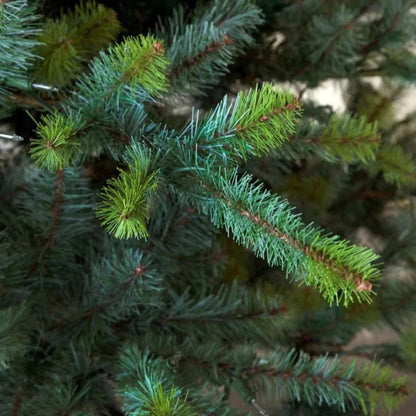 Park Hill Collection Tree Lot 12' Park Hill Blue Spruce Christmas Pine Tree LED Lights - XPQ82167