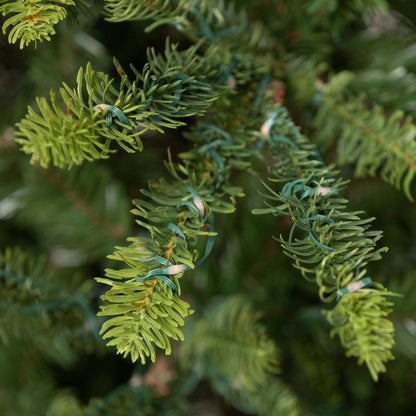Park Hill Collection Tree Lot 5' Great Northern Spruce Pine Tree with Micro LED Lights - XPQ90662