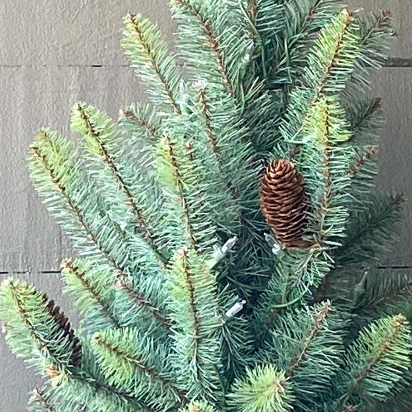 Park Hill Collection Tree Lot 12' Slim Blue Spruce Tree with LED Lights - XPQ90688
