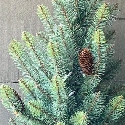 Park Hill Collection Tree Lot 12' Slim Blue Spruce Tree with LED Lights - XPQ90688