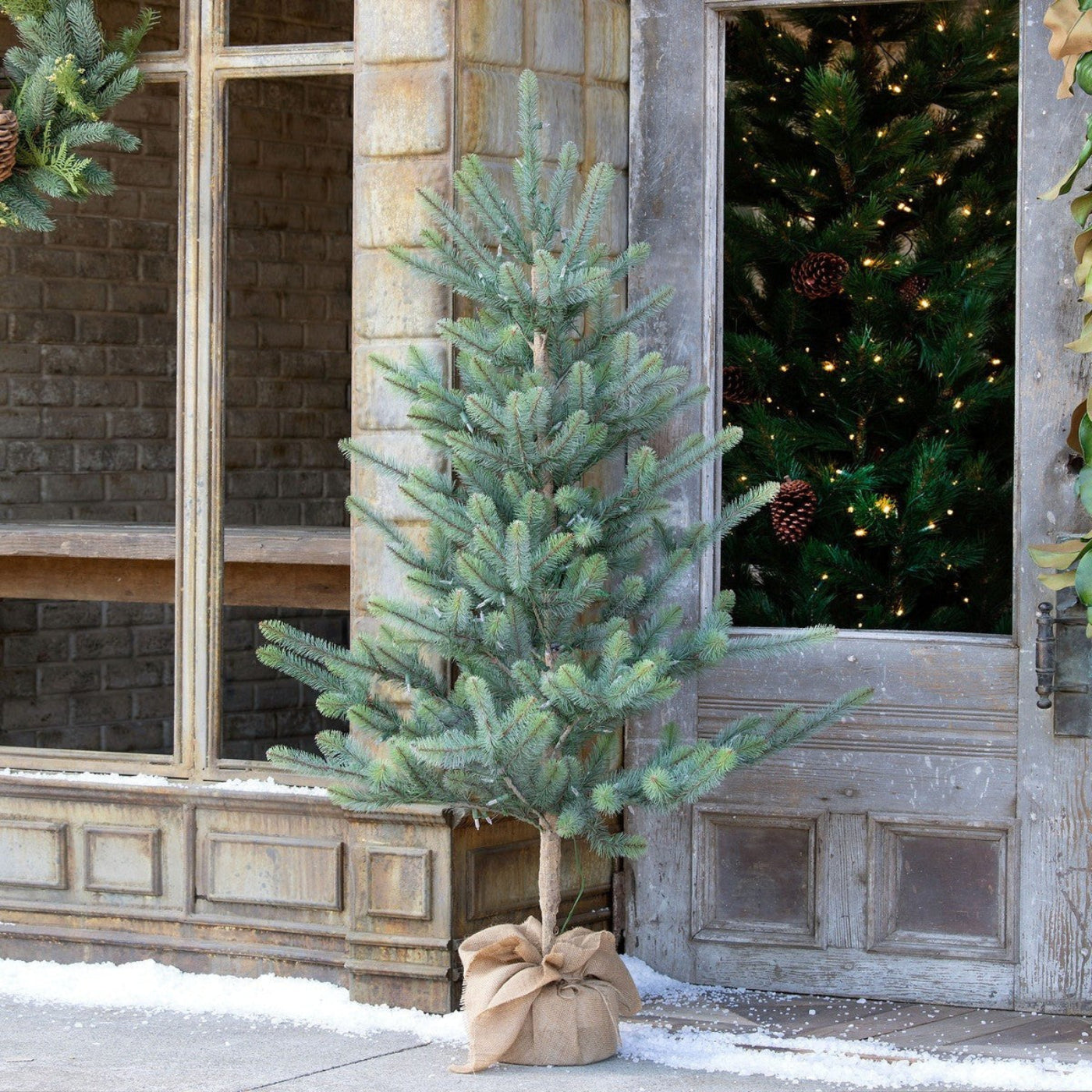 Park Hill Collection Tree Lot 60" Burlap Wrapped Blue Spruce Pine Tree Seedling with LED Battery Lights - XPQ90689