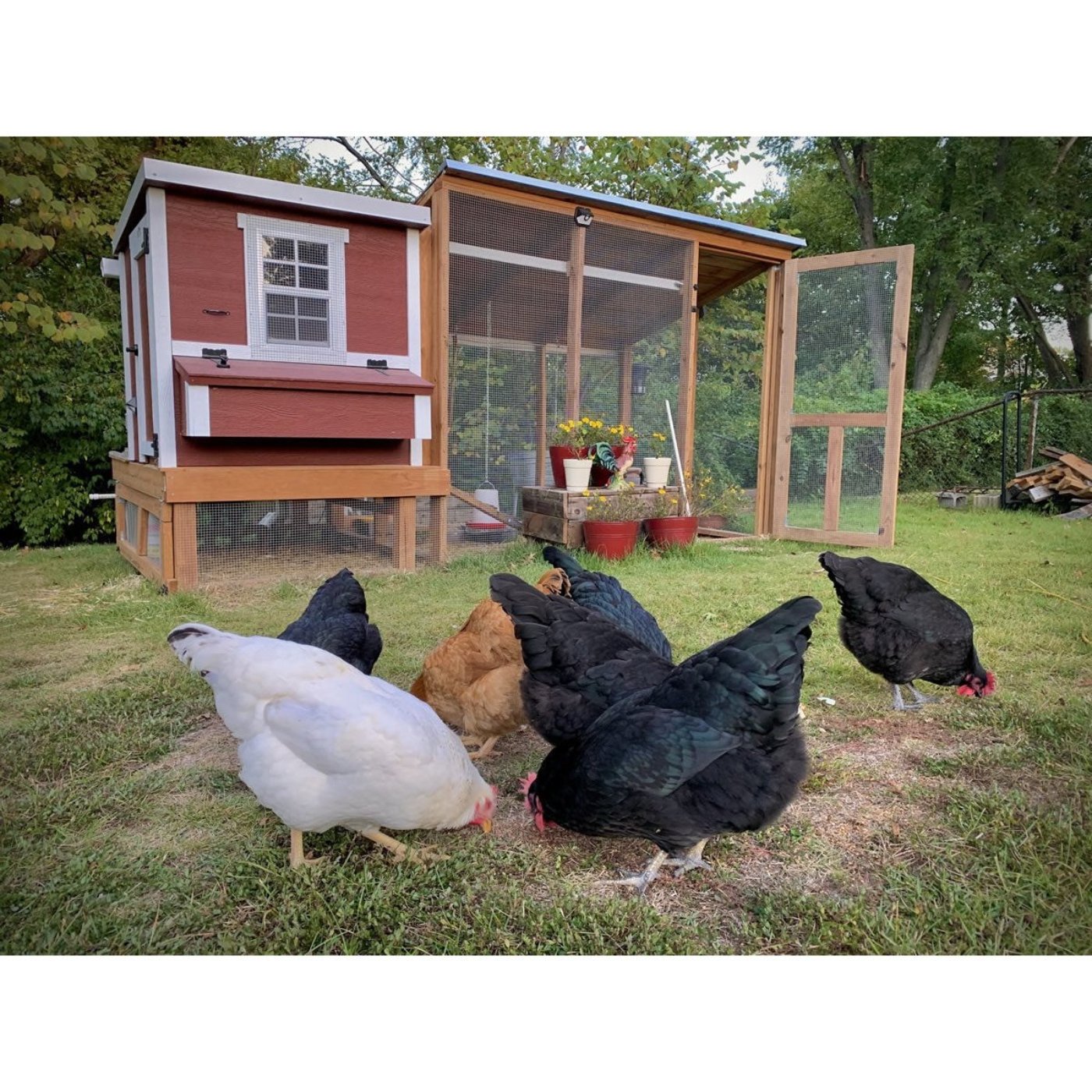 OverEZ® Medium Chicken Coop Kit up to 10 chickens